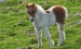 Dartmoor Hill pony near of Coxtor